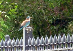 P1200034 Indian Roller